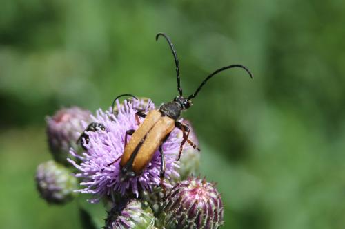 Stictoleptura rubra